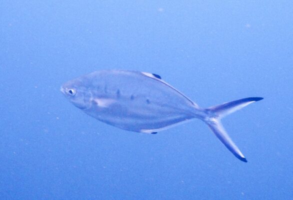 yaladerma (Trachinotus ovatus) |commons:File:Trachinotus ovatus 331450523.jpg