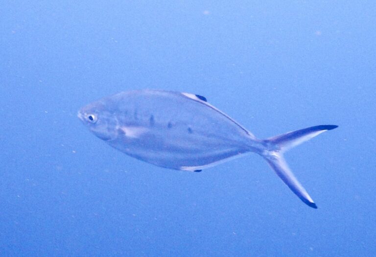 yaladerma (Trachinotus ovatus) |commons:File:Trachinotus ovatus 331450523.jpg