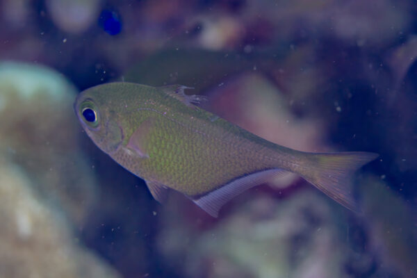 yaprak balik (Pempheris vanicolensis) |commons:File:Barrendero (Pempheris vanicolensis), Anilao, Filipinas, 2023-08-24, DD 196.jpg