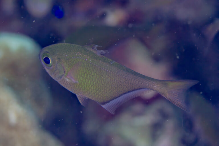 yaprak balik (Pempheris vanicolensis) |commons:File:Barrendero (Pempheris vanicolensis), Anilao, Filipinas, 2023-08-24, DD 196.jpg