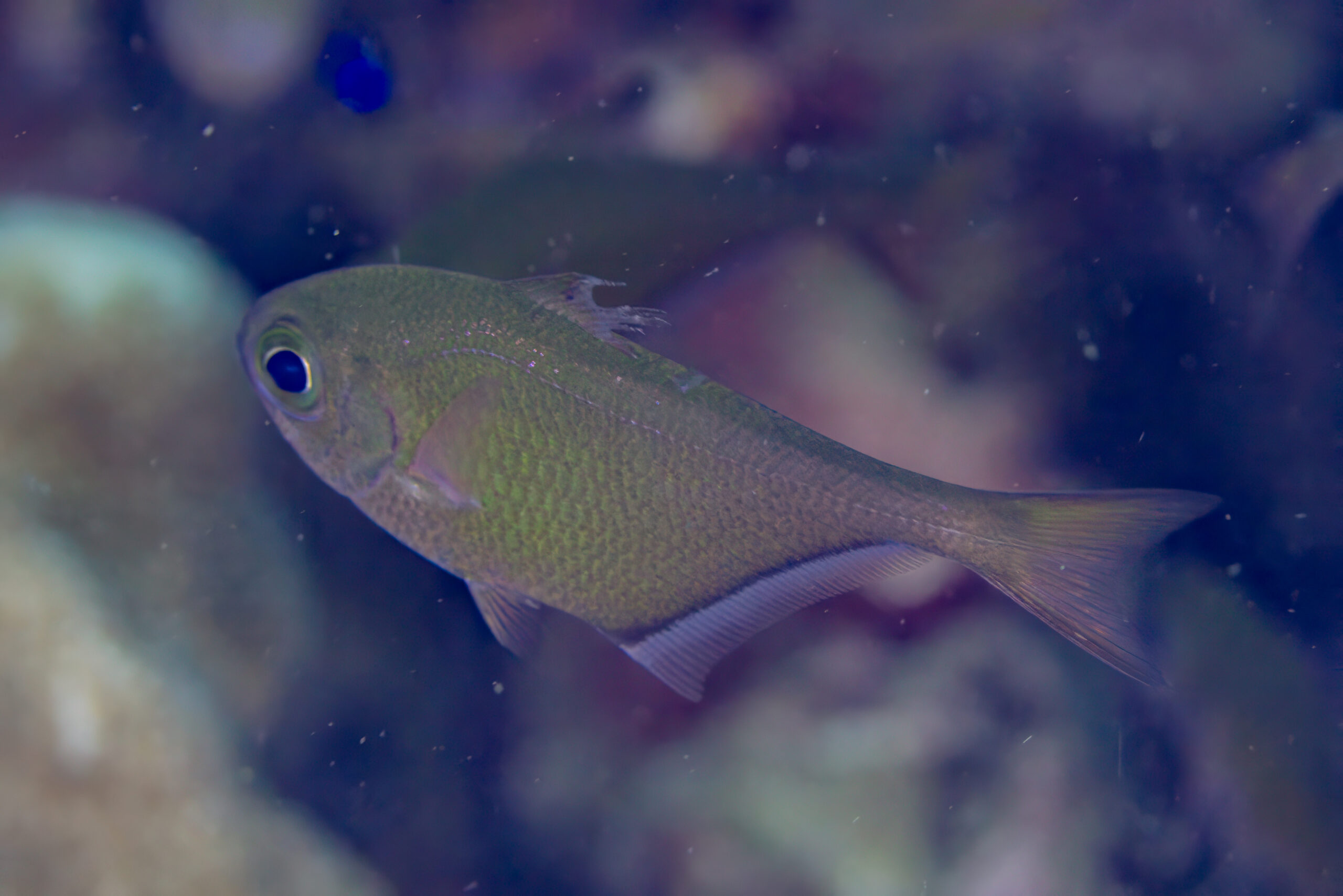yaprak balik (Pempheris vanicolensis) |commons:File:Barrendero (Pempheris vanicolensis), Anilao, Filipinas, 2023-08-24, DD 196.jpg