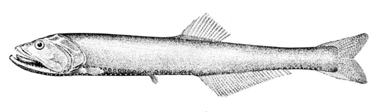 Yarrella blackfordi (Yarrella blackfordi) |commons:File:Yarrella blackfordi.jpg