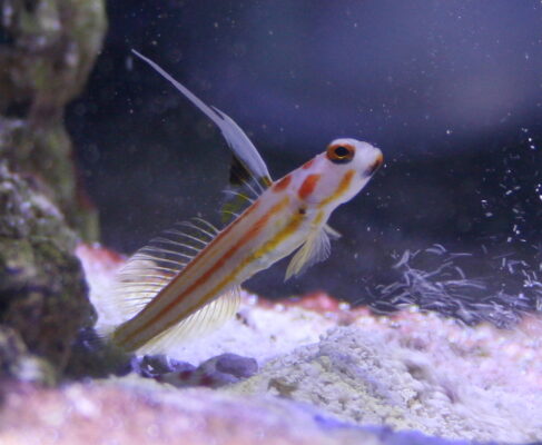 Yasha Goby (Stonogobiops yasha) |commons:File:Stonogobiops yasha-Yasha Goby.jpg