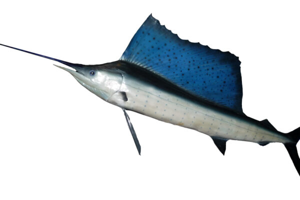 Yelken Balığı Istiophorus platypterus