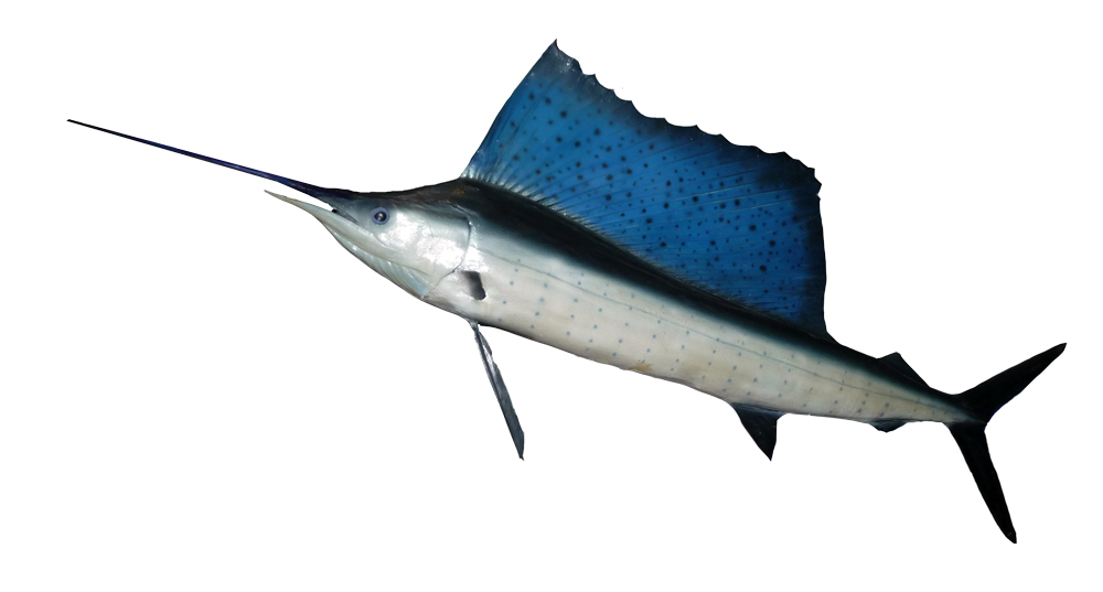 Yelken Balığı Istiophorus platypterus