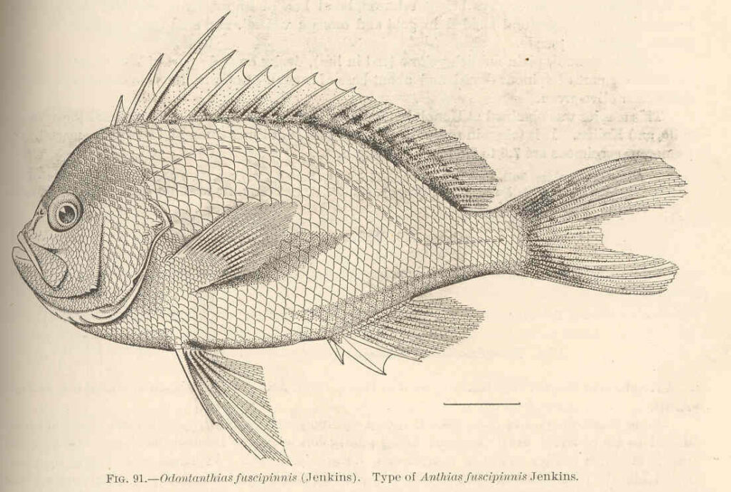Yellow Anthias (Odontanthias fuscipinnis) |commons:File:FMIB 42459 Odontanthias fuscipinnis (Jenkins); type of Anthias fuscipinnis Jenkins.jpeg