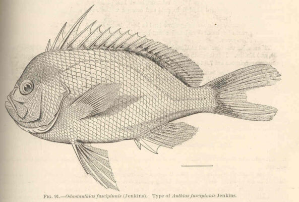 Yellow Anthias (Odontanthias fuscipinnis) |commons:File:FMIB 42459 Odontanthias fuscipinnis (Jenkins); type of Anthias fuscipinnis Jenkins.jpeg
