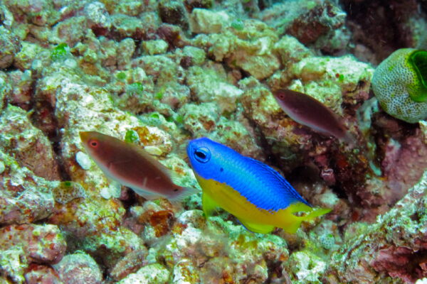 Yellow Belly Damselfish Pomacentrus auriventris