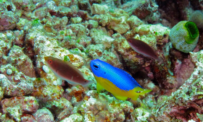Yellow Belly Damselfish Pomacentrus auriventris