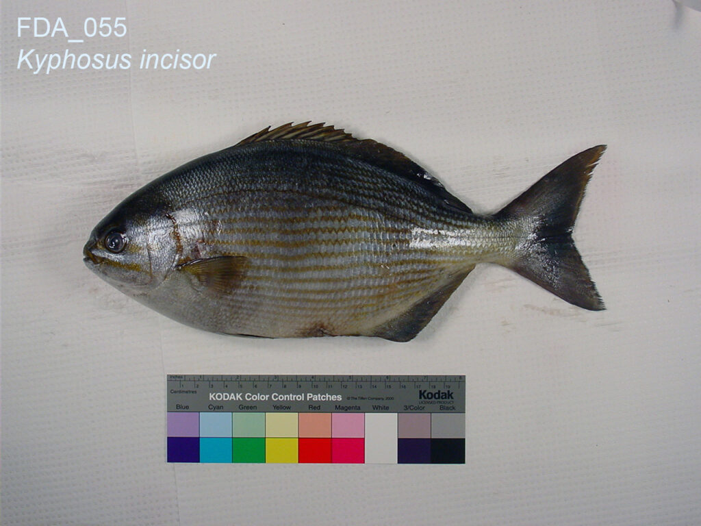Yellow Chub (Kyphosus incisor) |commons:File:Kyphosus incisor (FDA 055).jpg
