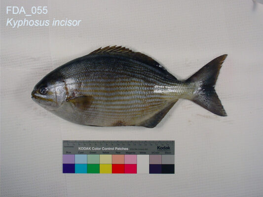 Yellow Chub (Kyphosus incisor) |commons:File:Kyphosus incisor (FDA 055).jpg
