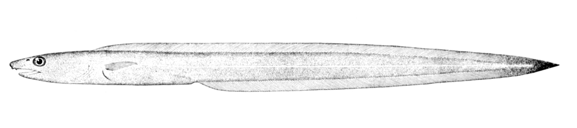 Yellow Conger (Rhynchoconger flavus) |commons:File:Rhynchoconger flavus.jpg