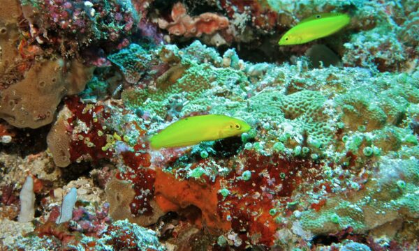 Yellow Coris Wrasse (Halichoeres chrysus) |commons:File:Canary Wrasses (Halichoeres chrysus) (6059377996).jpg