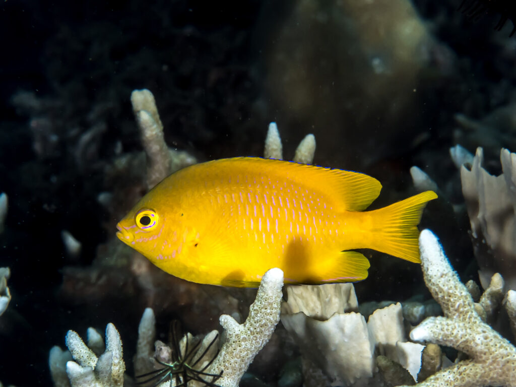 Yellow Damsel Pomacentrus moluccensis