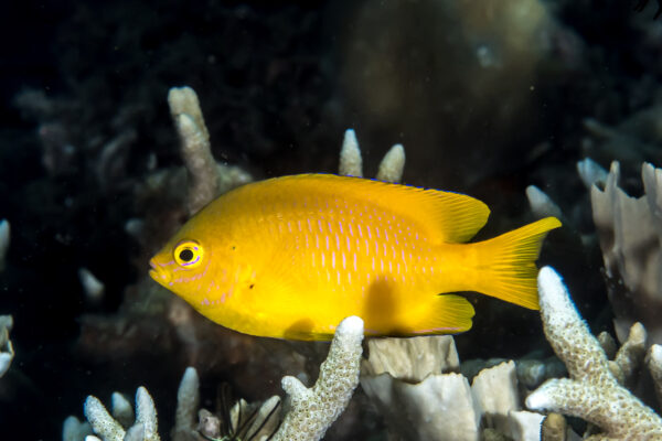 Yellow Damsel Pomacentrus moluccensis