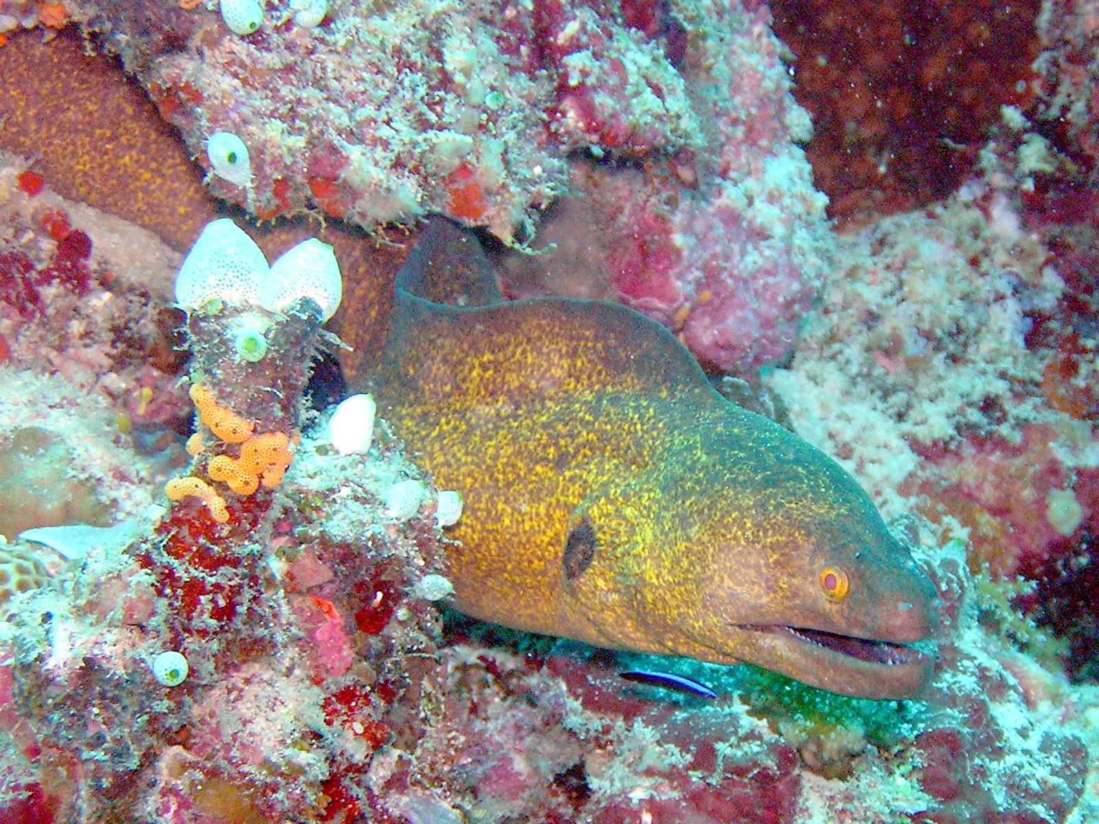 Yellow-edged Moray (Gymnothorax flavimarginatus) |commons:File:Gymnothorax flavimarginatus1.jpg
