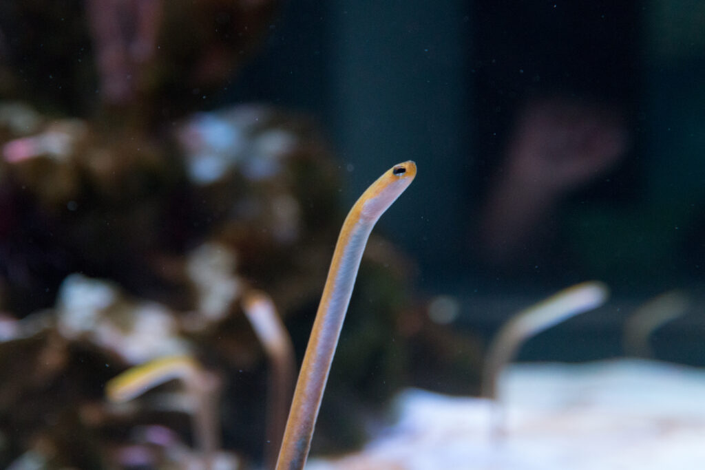 Yellow Garden Eel (Heteroconger luteolus) |commons:File:Heteroconger luteolus.jpg