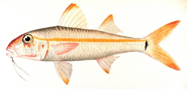Yellow Goatfish (Mulloidichthys martinicus) |commons:File:Mulloidichthys martinicus.jpg
