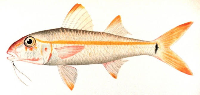 Yellow Goatfish (Mulloidichthys martinicus) |commons:File:Mulloidichthys martinicus.jpg