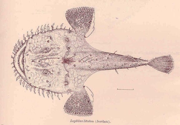 Yellow Goosefish (Lophius litulon) |commons:File:FMIB 41155 Lophius litulon (Jordan).jpeg