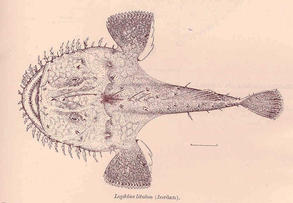 Yellow Goosefish (Lophius litulon) |commons:File:FMIB 41155 Lophius litulon (Jordan).jpeg