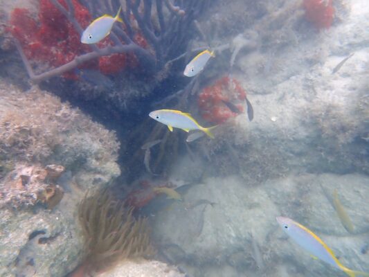 Yellow Jack (Caranx bartholomaei) |commons:File:Caranx bartholomaei, avistamento Bermudas.jpg