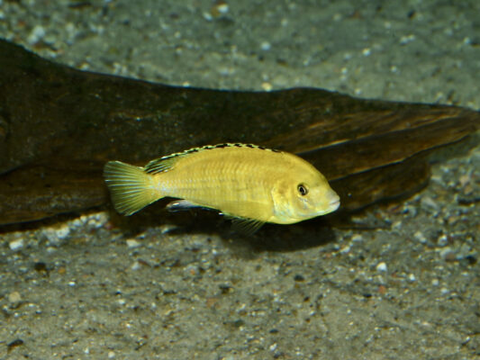 Yellow Lab (Labidochromis caeruleus) |commons:File:Cichlidae Labidochromis caeruleus 2.jpg