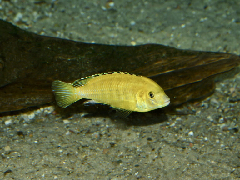 Yellow Lab (Labidochromis caeruleus) |commons:File:Cichlidae Labidochromis caeruleus 2.jpg
