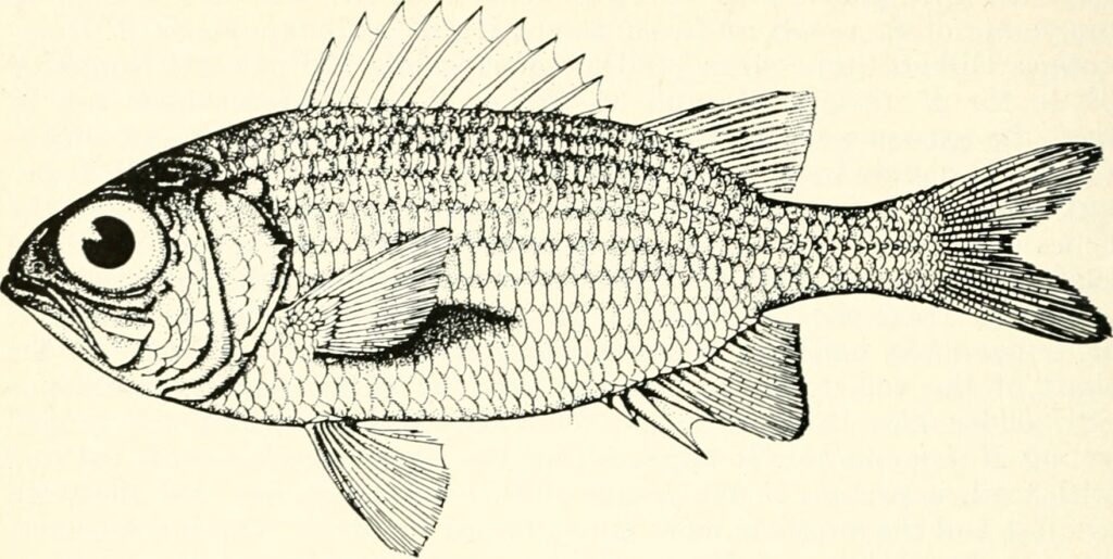 Yellow Soldierfish (Myripristis clarionensis) |commons:File:Myripristis clarionensis - Image from page 15 of "California fish and game".jpg