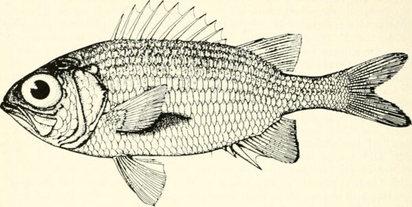 Yellow Soldierfish (Myripristis clarionensis) |commons:File:Myripristis clarionensis - Image from page 15 of "California fish and game".jpg