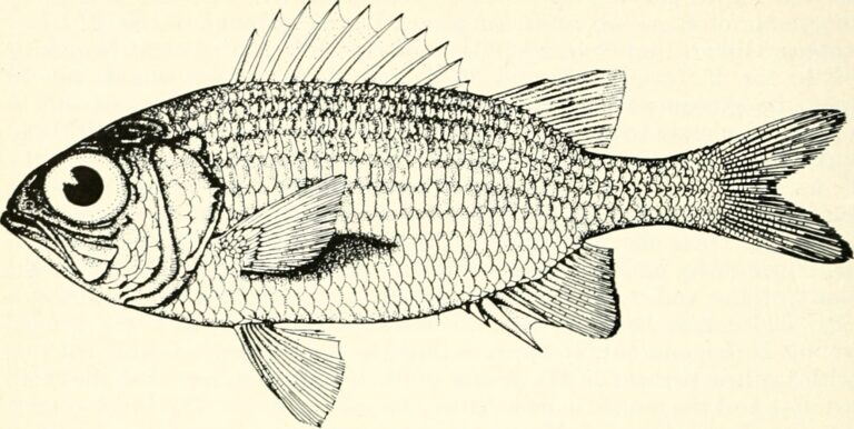 Yellow Soldierfish (Myripristis clarionensis) |commons:File:Myripristis clarionensis - Image from page 15 of "California fish and game".jpg