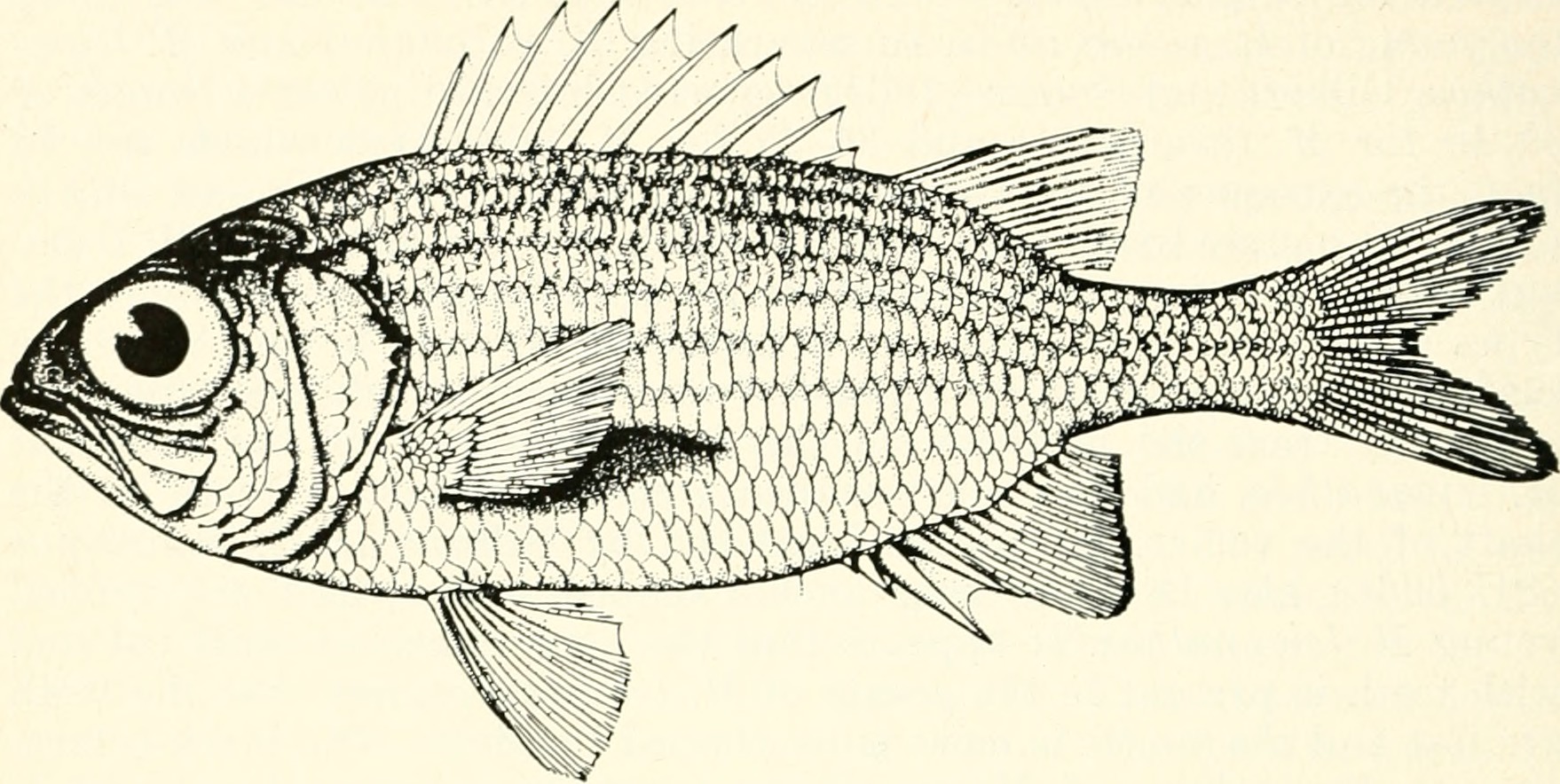 Yellow Soldierfish (Myripristis clarionensis) |commons:File:Myripristis clarionensis - Image from page 15 of "California fish and game".jpg