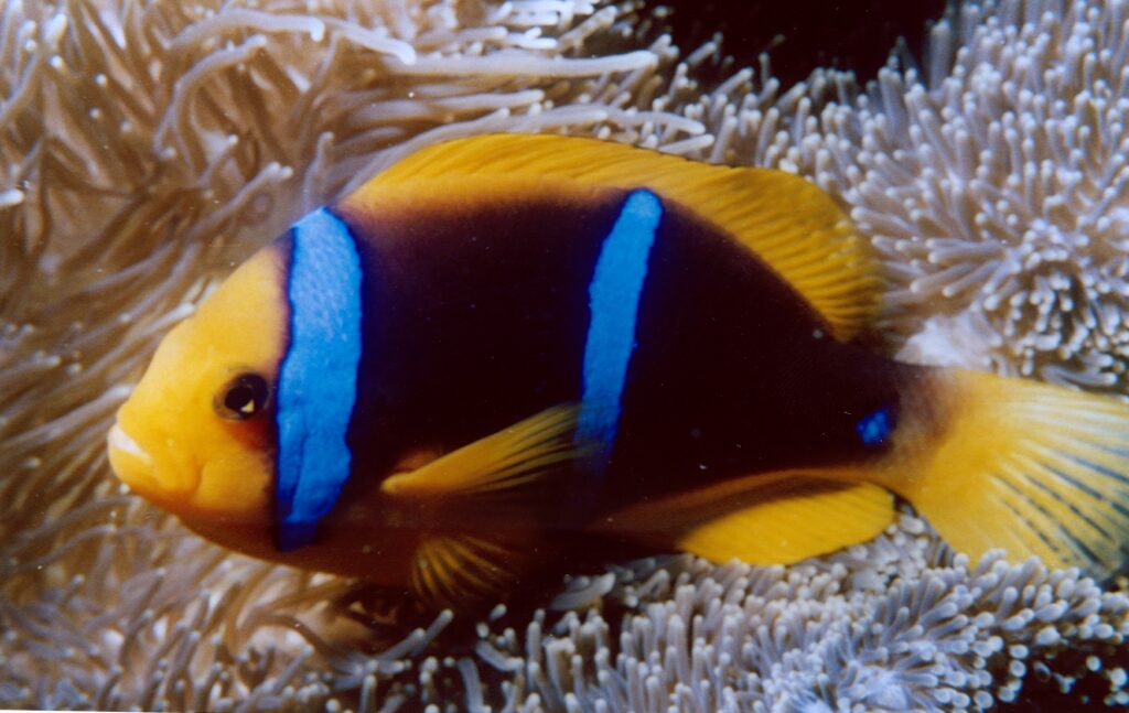 Yellow Striped Clown Amphiprion chrysopterus