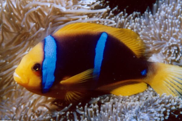 Yellow Striped Clown Amphiprion chrysopterus