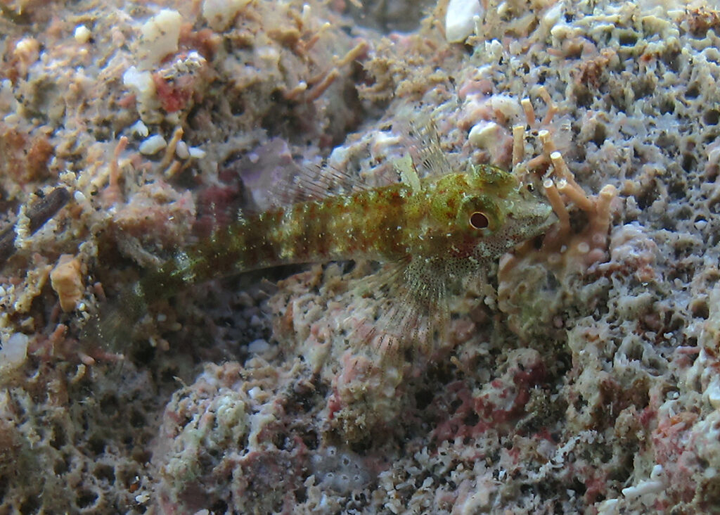 Yellow Triplefin (Enneapterygius abeli) |commons:File:Enneapterygius abeli (femelle).jpg