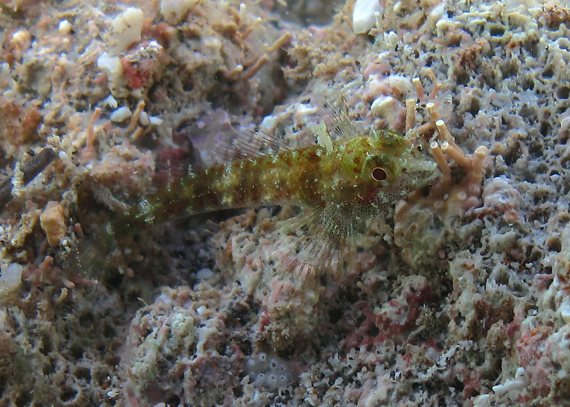 Yellow Triplefin (Enneapterygius abeli) |commons:File:Enneapterygius abeli (femelle).jpg