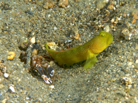Yellow Watchman Goby (Cryptocentrus cinctus) |commons:File:Alpheus djiboutensis (Snapping shrimp) with partner Cryptocentrus cinctus (Yellow shrimp goby).jpg