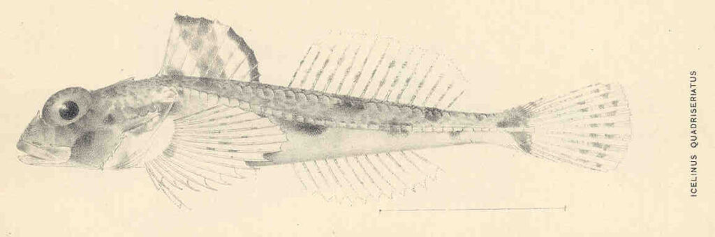 Yellowchin Sculpin (Icelinus quadriseriatus) |commons:File:FMIB 35485 Icelinus quadriseriatus.jpeg