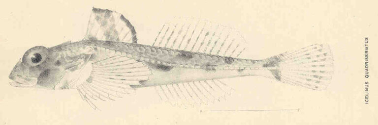 Yellowchin Sculpin (Icelinus quadriseriatus) |commons:File:FMIB 35485 Icelinus quadriseriatus.jpeg