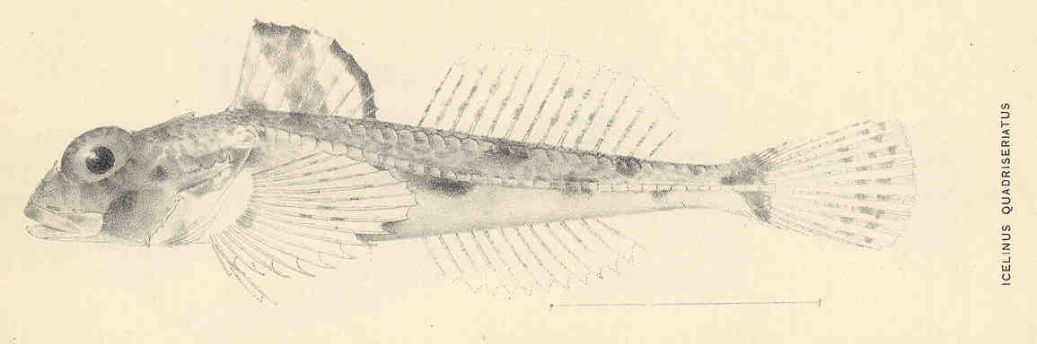 Yellowchin Sculpin (Icelinus quadriseriatus) |commons:File:FMIB 35485 Icelinus quadriseriatus.jpeg