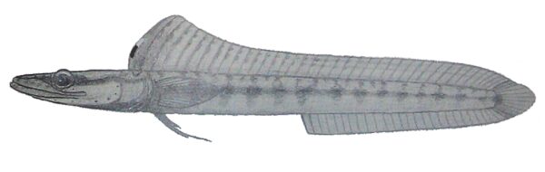 Yellowface Pikeblenny (Chaenopsis limbaughi) |commons:File:Chaenopsis limbaughi2.JPG
