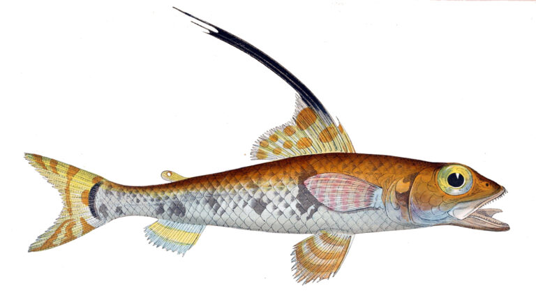 Yellowfin Aulopus (Aulopus filamentosus) |commons:File:Aulopus filamentosus.jpg