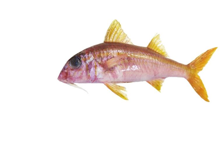 Yellowfin Goatfish (Mulloidichthys vanicolensis) |commons:File:Capucin de vanicolo (Mulloidichthys vanicolensis) (Ifremer 00764-87584).jpg