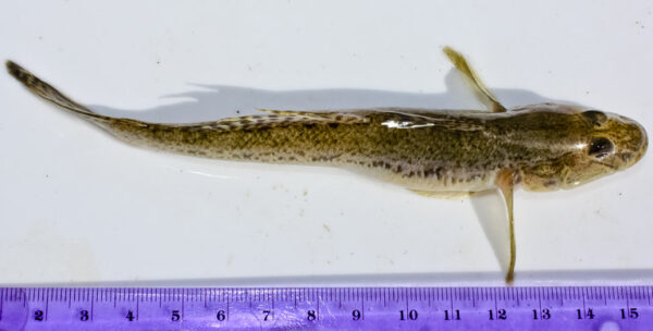 Yellowfin Goby (Acanthogobius flavimanus) |commons:File:Acanthogobius flavimanus.jpeg