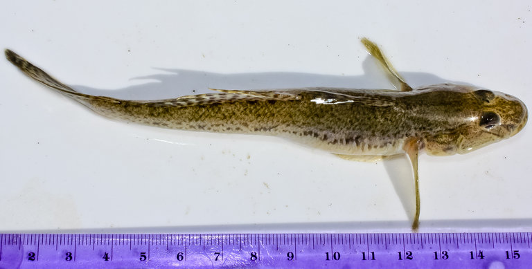 Yellowfin Goby (Acanthogobius flavimanus) |commons:File:Acanthogobius flavimanus.jpeg
