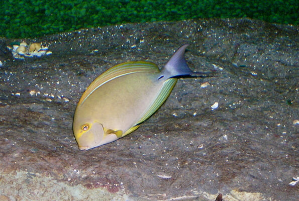 Yellowfin Tang (Acanthurus xanthopterus) |commons:File:Acanthuridae Acanthurus xanthopterus 1.jpg