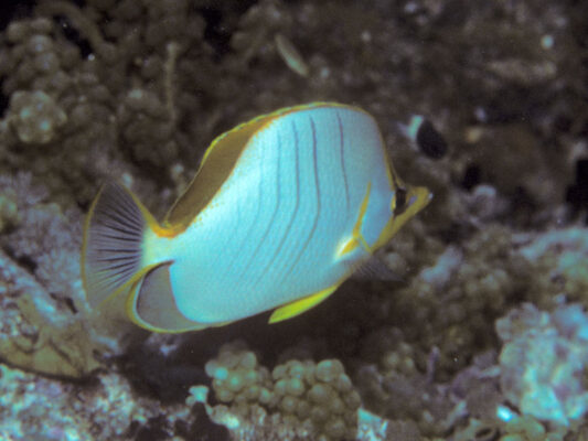 Yellowhead Butterflyfish (Chaetodon xanthocephalus) |commons:File:Bep chaetodon xanthocephalus.jpg