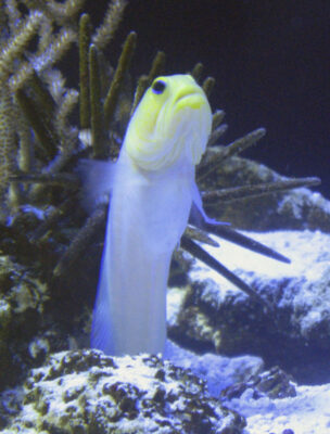 Yellowhead Jawfish (Opistognathus aurifrons) |commons:File:Opistognathus aurifrons.jpg