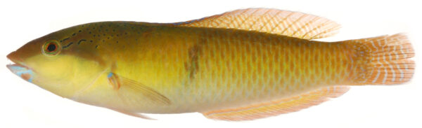 Yellowhead Wrasse (Halichoeres garnoti) |commons:File:Halichoeres Garnoti, Terminal Phase (Yellowhead Wrasse) (3059637868).jpg