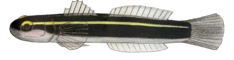 Yellowline Goby (Elacatinus horsti) |commons:File:Elacatinus horsti.JPG